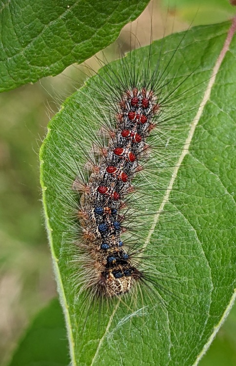 Schwammspinner, Lymantria dispar